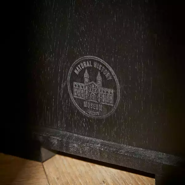 Natural History Museum Small Slim Display Cabinet 7 Natural History Museum Small Slim Display Cabinet - Image 5